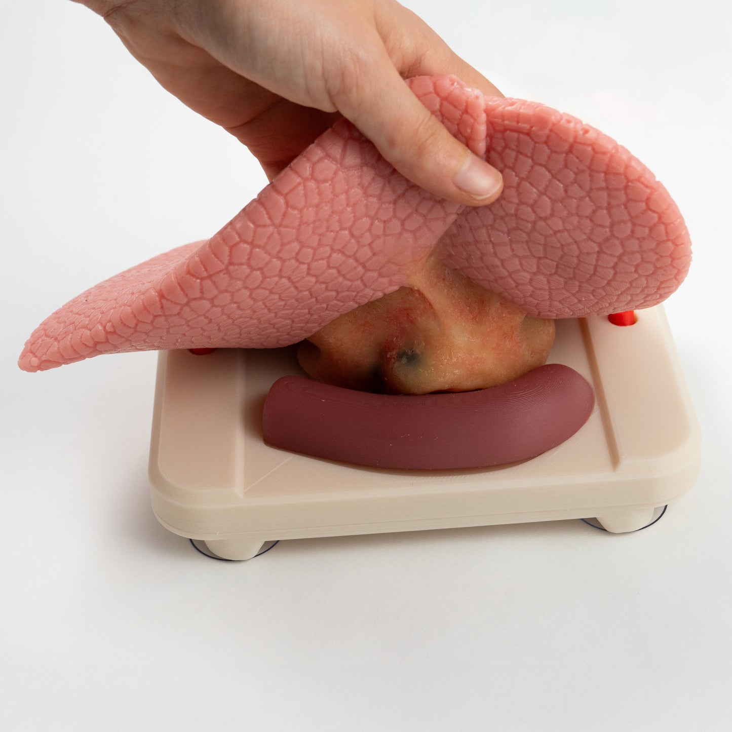 Thoracic Training - Lobectomy Simulator
