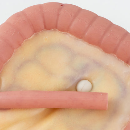 Colorectal Training - Colon Model