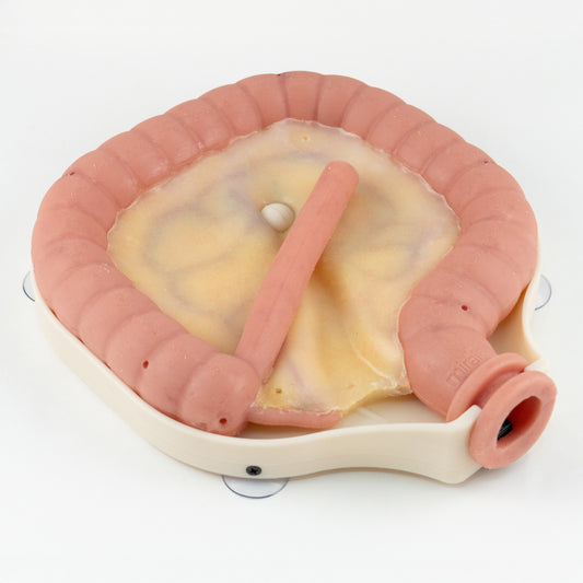 Colorectal Training - Colon Model