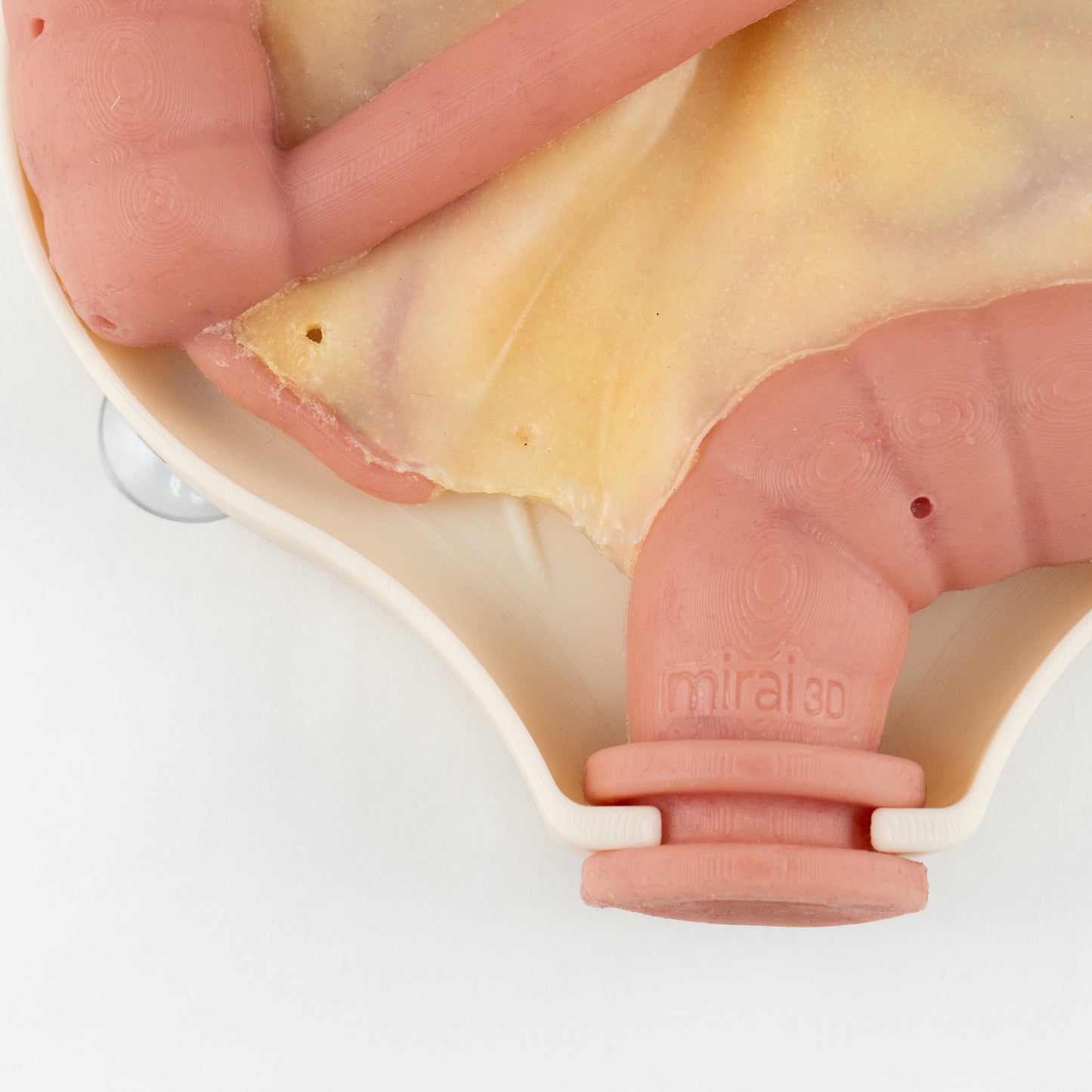 Colorectal Training - Colon Model