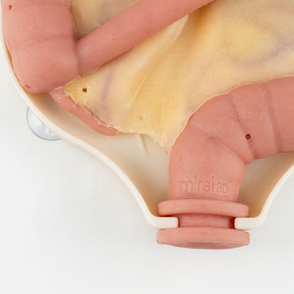 Colorectal Training - Colon Model