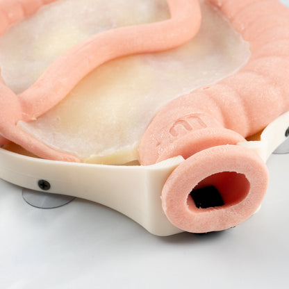 Colorectal Training - Colon Model