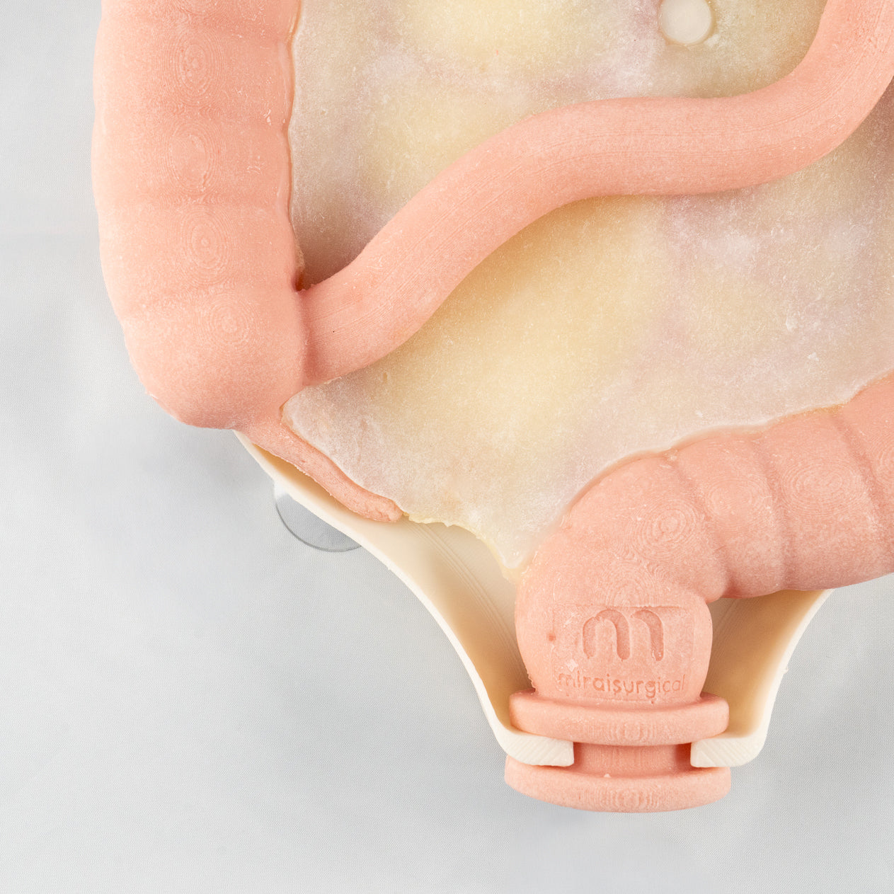 Colorectal Training - Colon Model