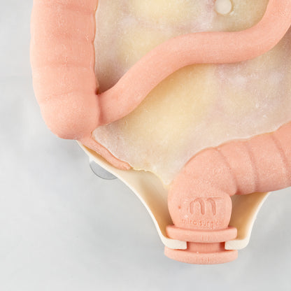 Colorectal Training - Colon Model