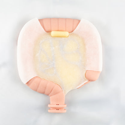 Colorectal Training - Colon Model