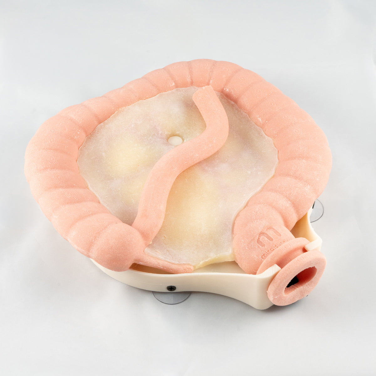 Colorectal Training - Colon Model