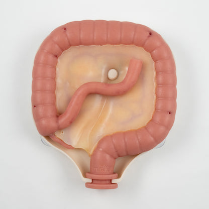 Colorectal Training - Colon Model