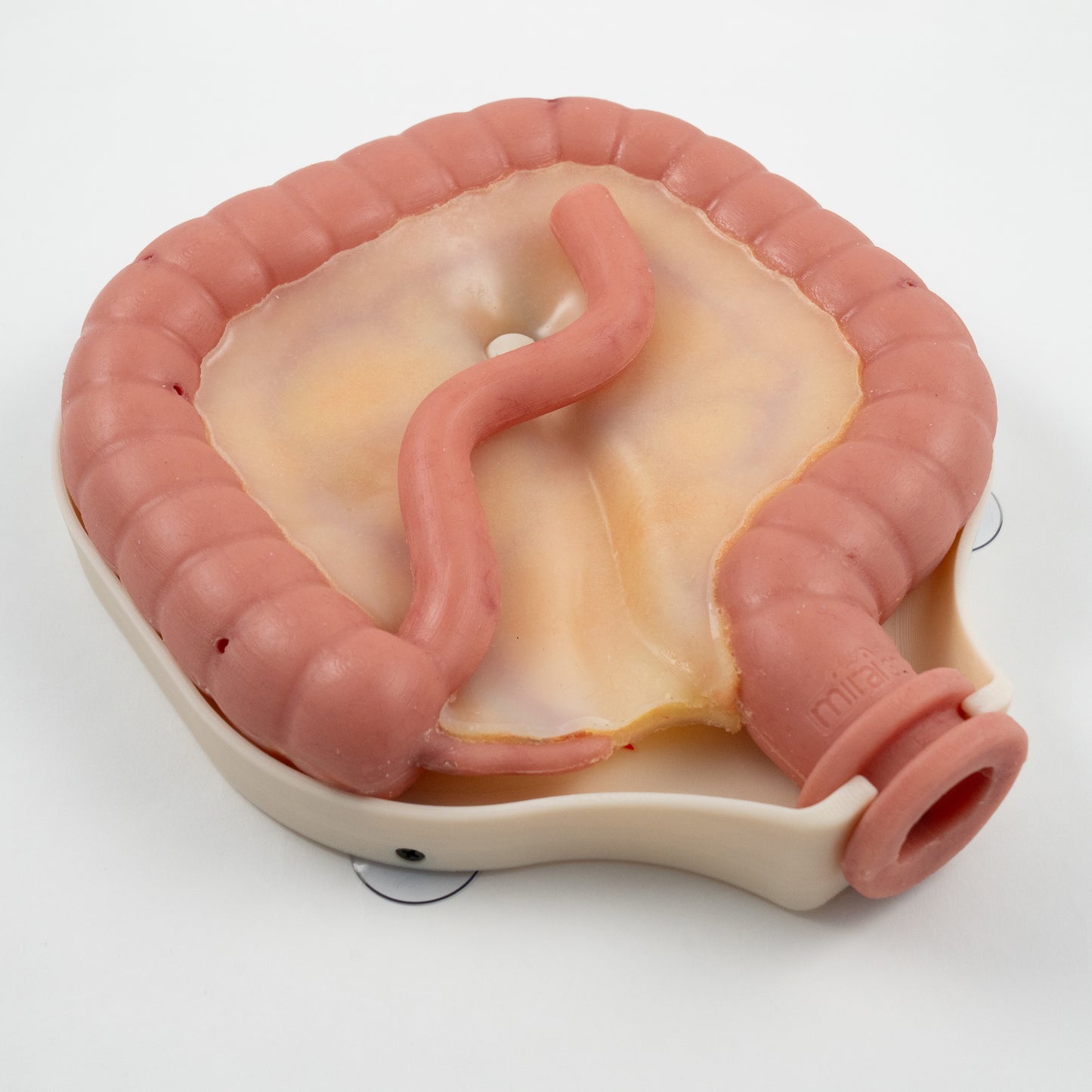 Colorectal Training - Colon Model