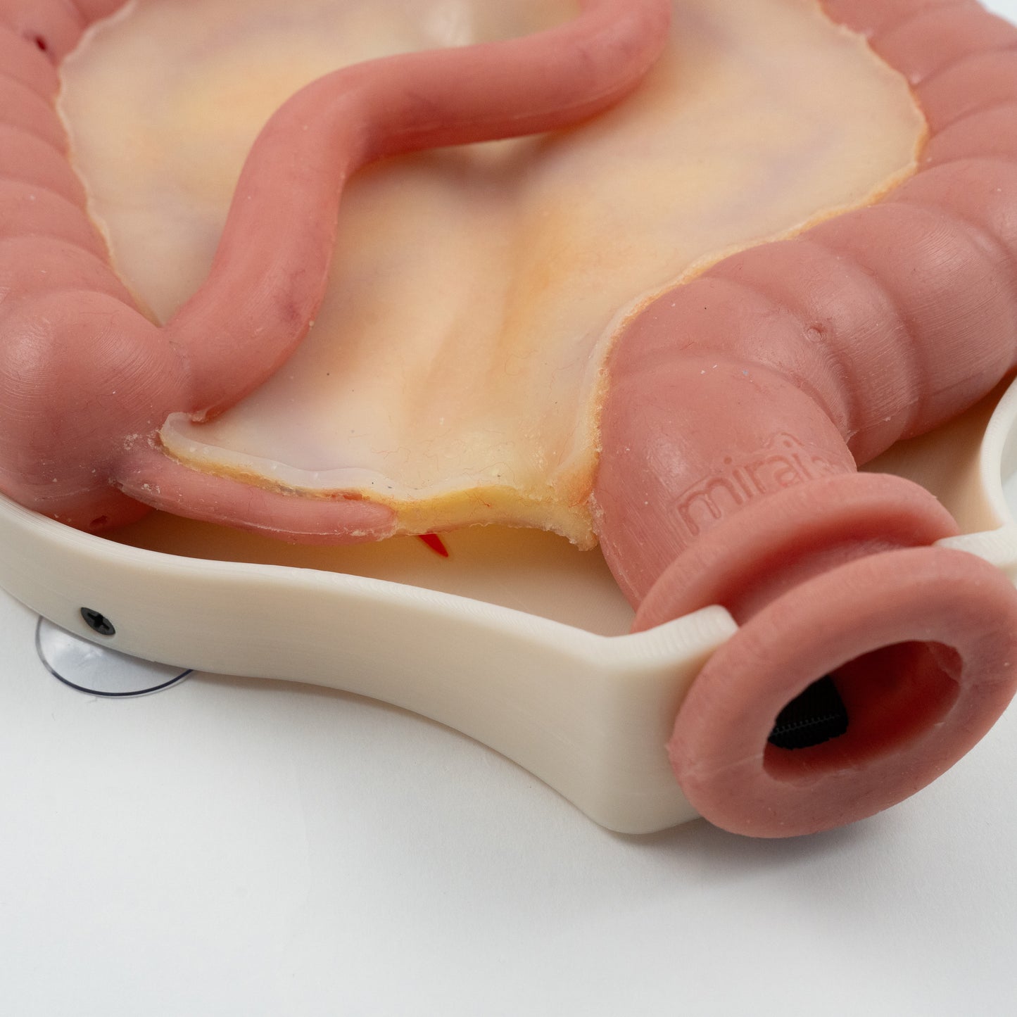 Colorectal Training - Colon Model