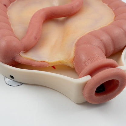 Colorectal Training - Colon Model