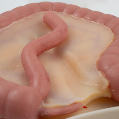 Colorectal Training - Colon Model