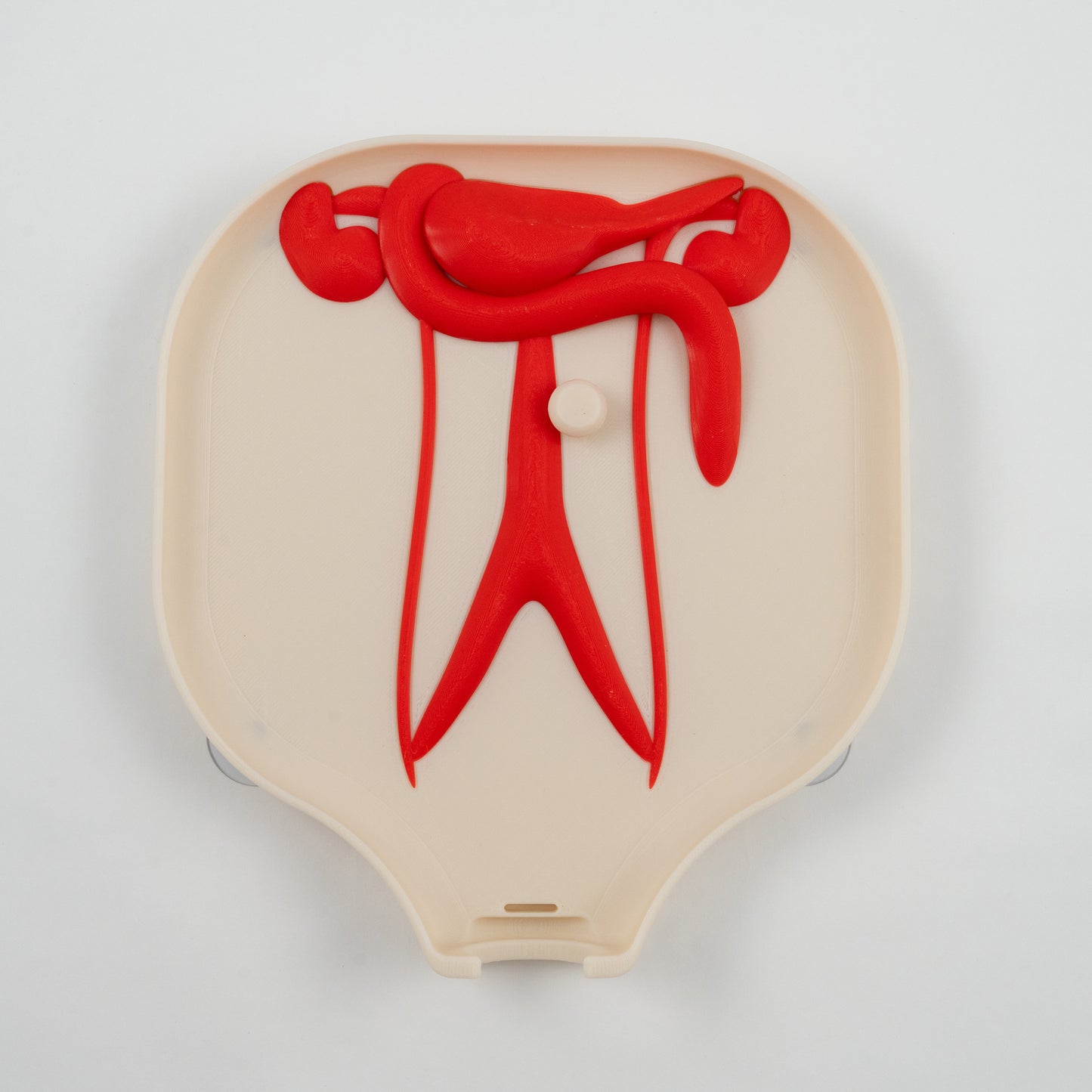 Colorectal Training - Colon Model