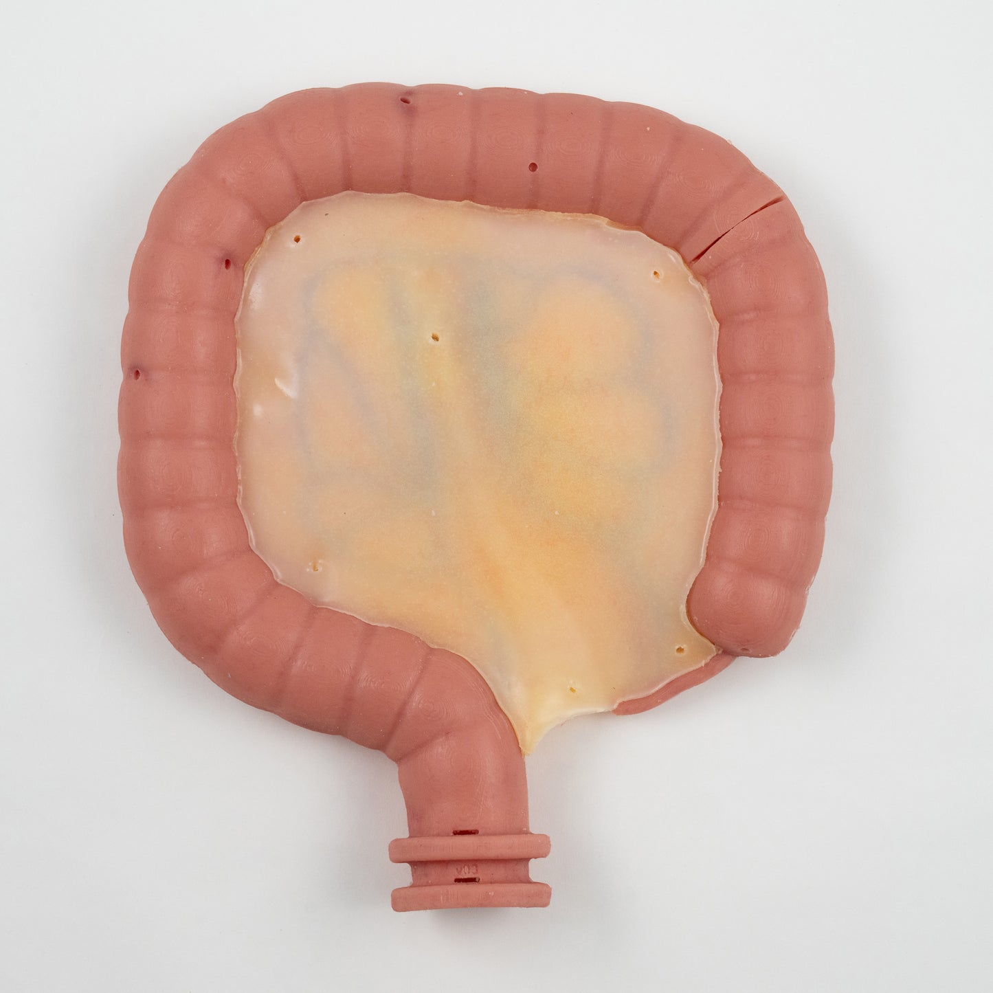 Colorectal Training - Colon Model