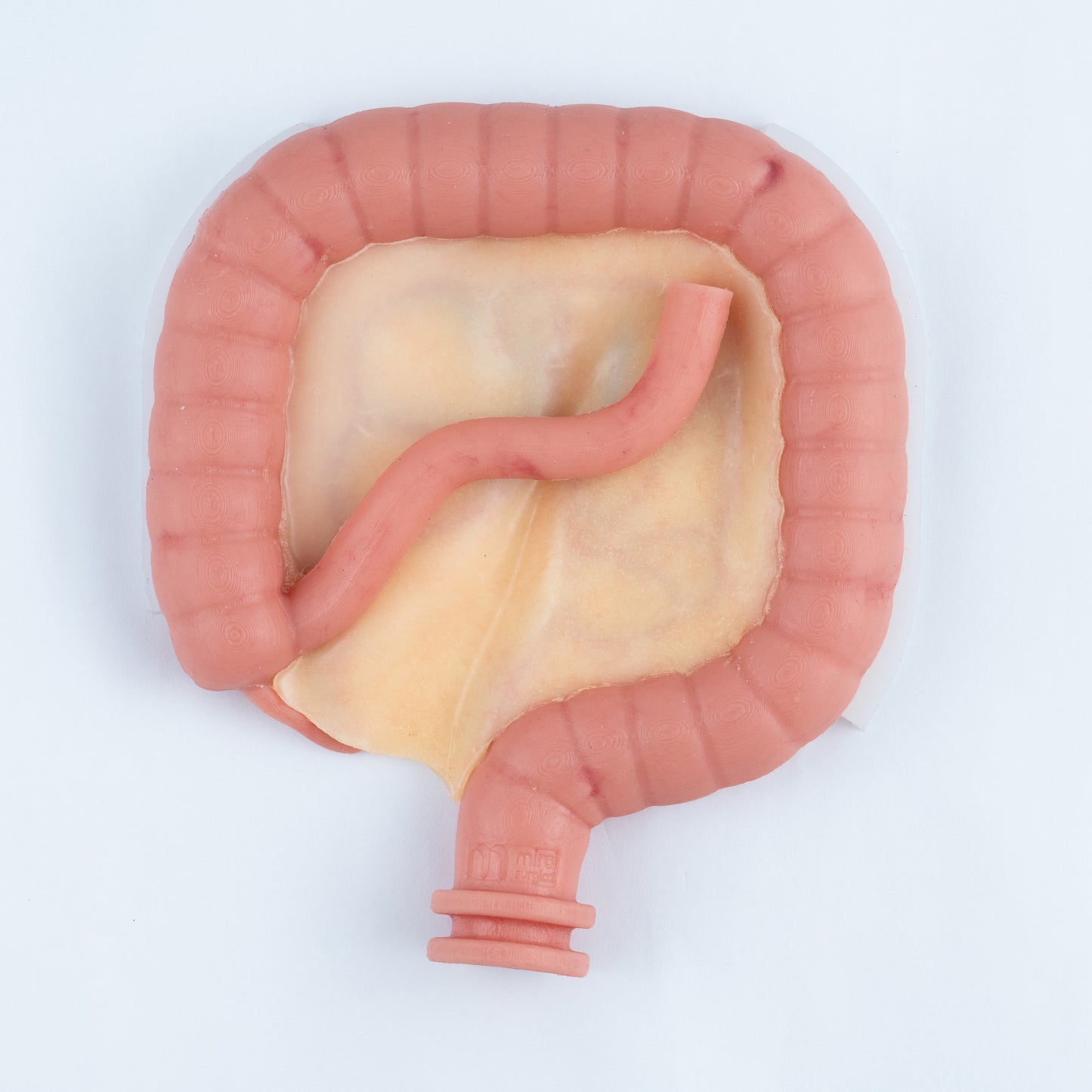 Colorectal Training - Colon Model