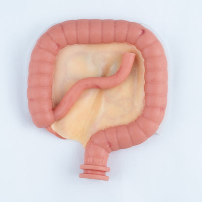 Colorectal Training - Colon Model