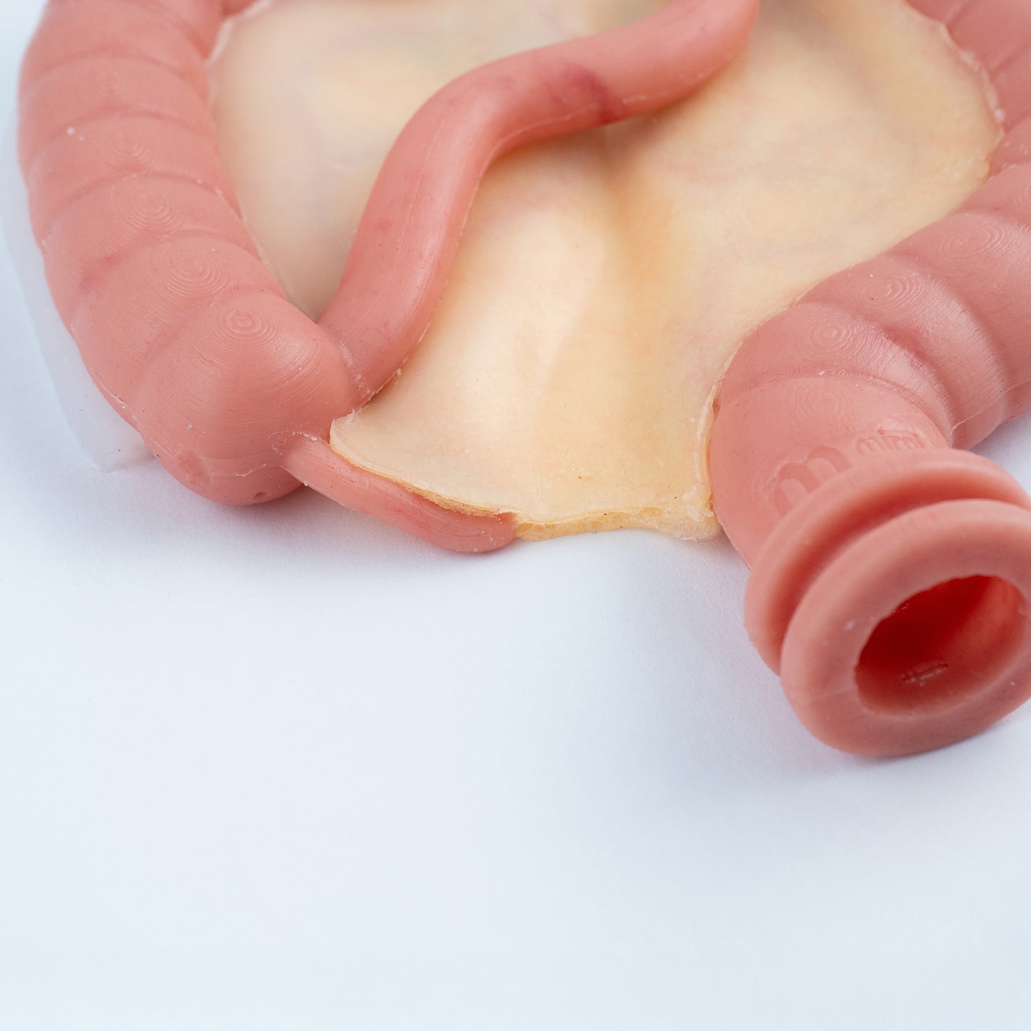 Colorectal Training - Colon Model