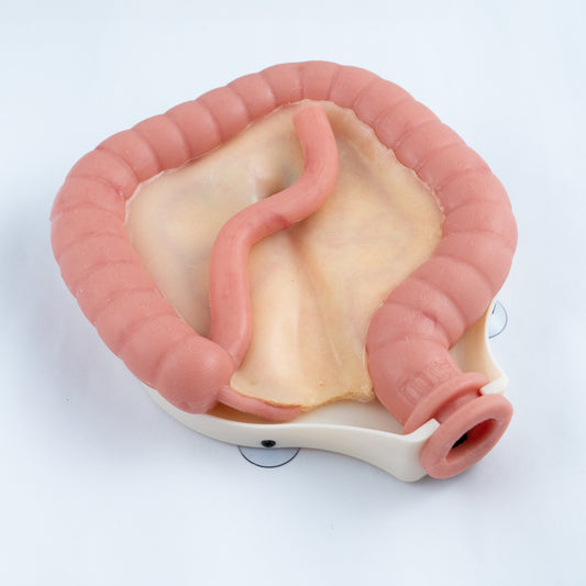 Colorectal Training - Colon Model