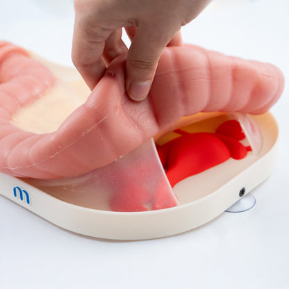 Colorectal Training - Colon Model