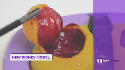 Perfused Model - Partial Nephrectomy Simulator